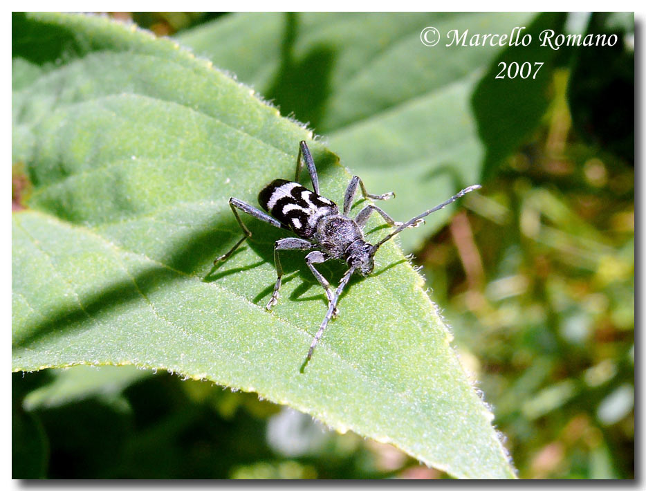 A spasso sulle Alpi Marittime: 1. Chlorophorus figuratus